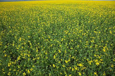 哈兰超人再次归来 《消逝的光芒:困兽》发布30分钟实机演示